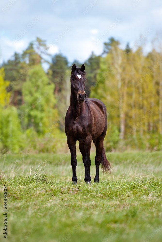 Fototapeta premium brown horse standing on a field