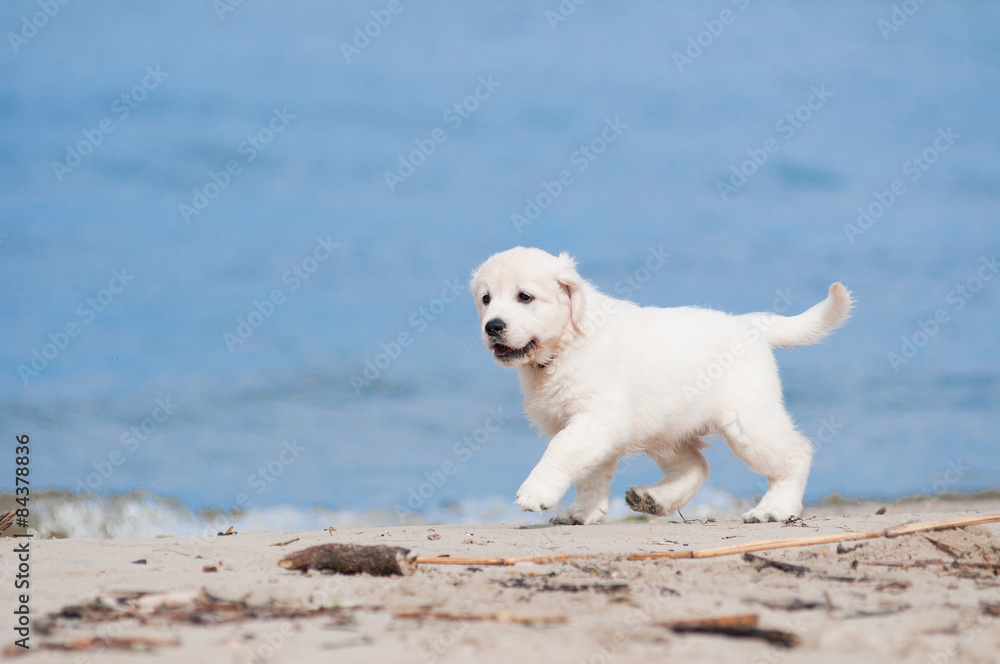 adorable golden retriever puppy on a beach