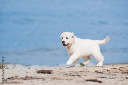 adorable golden retriever puppy on a beach © otsphoto