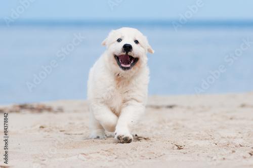 happy golden retriever puppy running