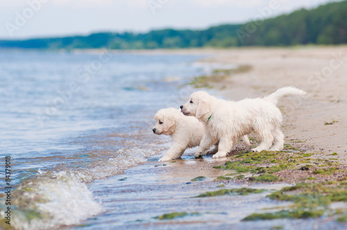 two adorable puppies on a beach
