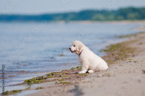 adorable golden retriever puppy sitting on a beach