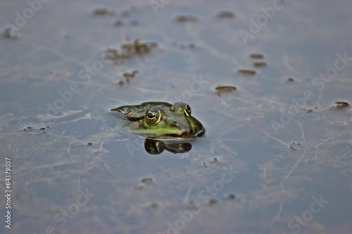 Teichfrosch im Wasser  © Schmutzler-Schaub