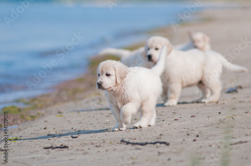 golden retriever puppies on a beach © otsphoto