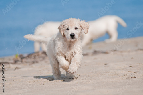 golden retriever puppy running outdoors