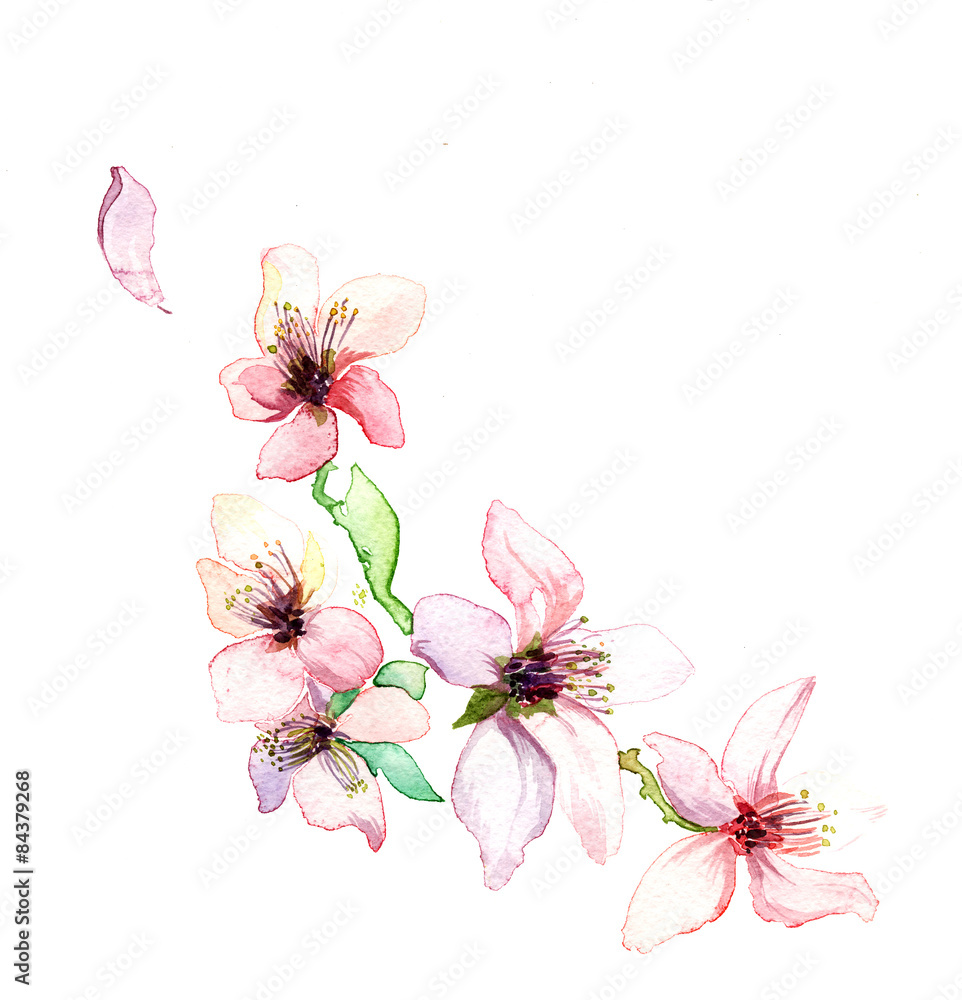 Obraz The spring branch dissolve flowers watercolors isolated on the white background