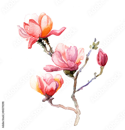 Naklejka na ścianę magnolia akwarela na białym tle na białym tle