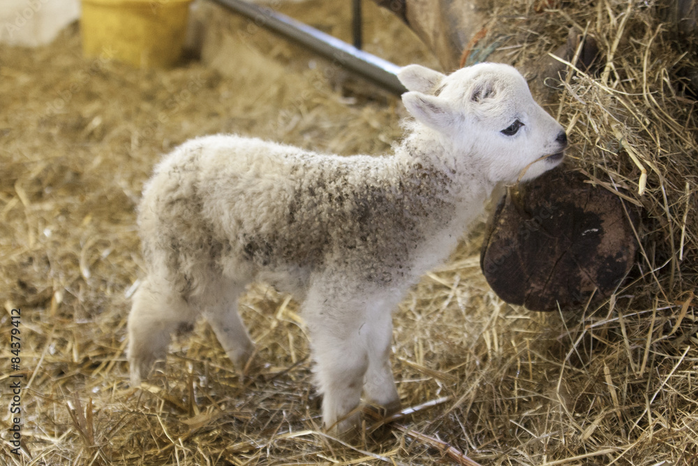 Obraz premium Adorable newborn lamb