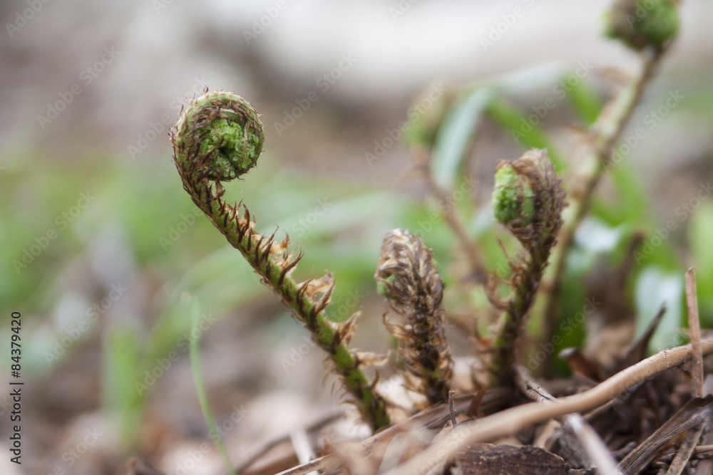 Greed Fiddleheads on Woodland Fern in Spring Greed Fiddleheads on Woodland Fern in Spring