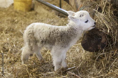 Adorable newborn lamb