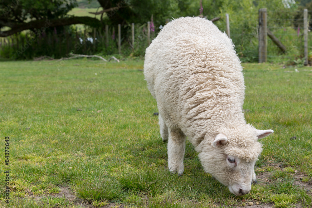 Sheep on green grass and blue sky in New Zealand Sheep on green grass and blue sky in New Zealand