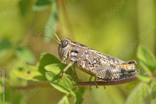 Locust on leaf © Christian Musat