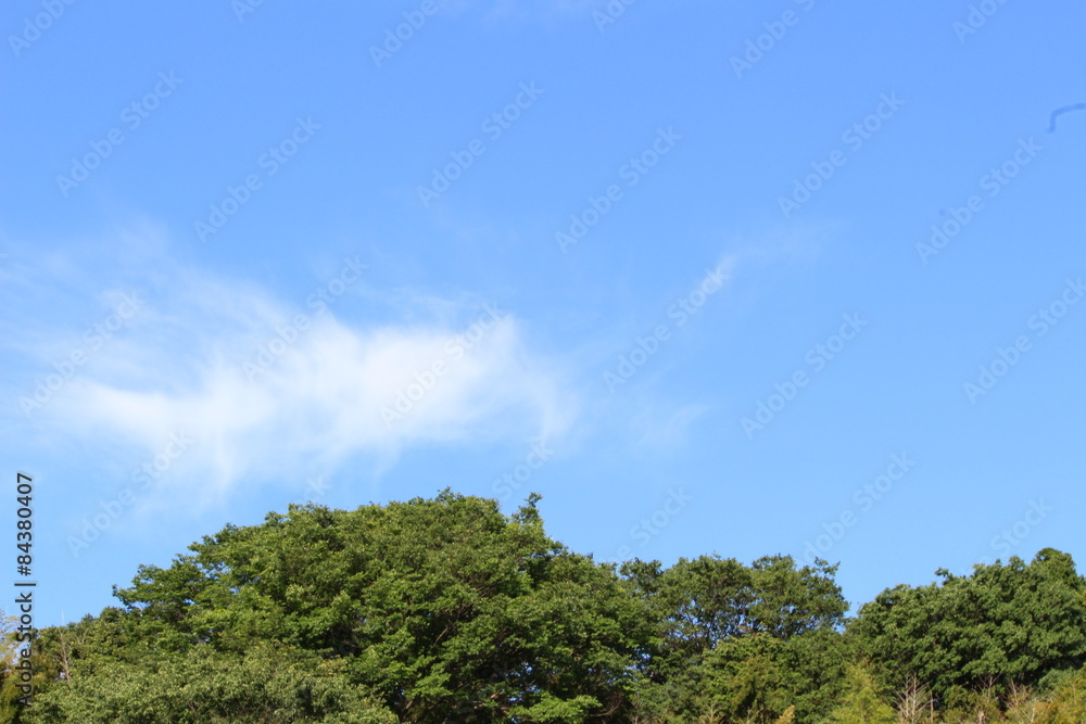 木々と空 木々と空