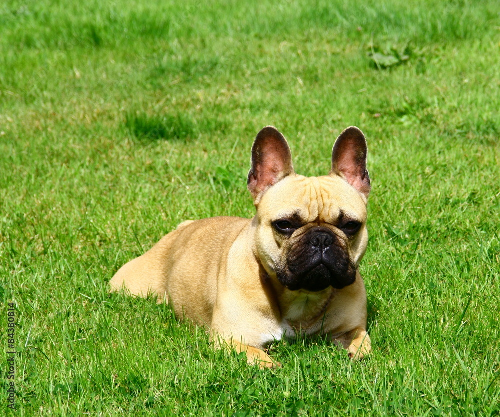 bouledogue français attentif,écoute, dans le jardin bouledogue français attentif,écoute, dans le jardin