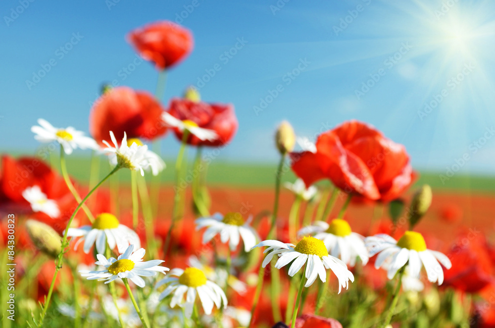 Naklejka premium Camomile flower on a background of poppies and sky in pastel col