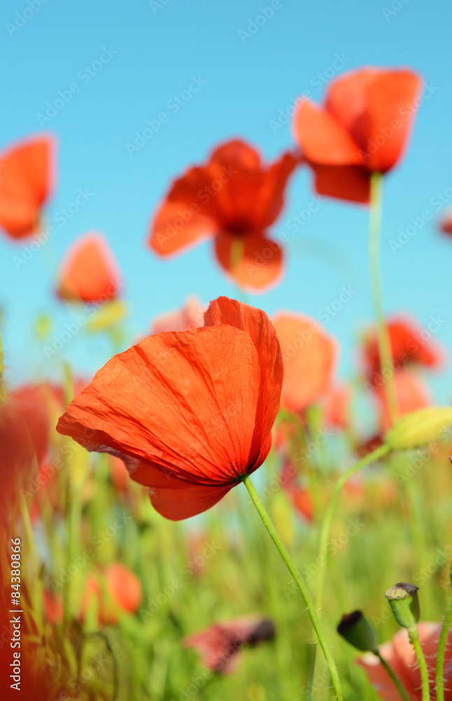 Obraz premium Fantastic landscape with poppy flower in pastel colors
