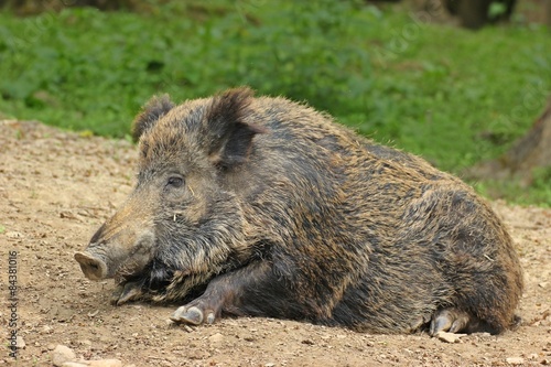 Schlafendes Wildschwein 