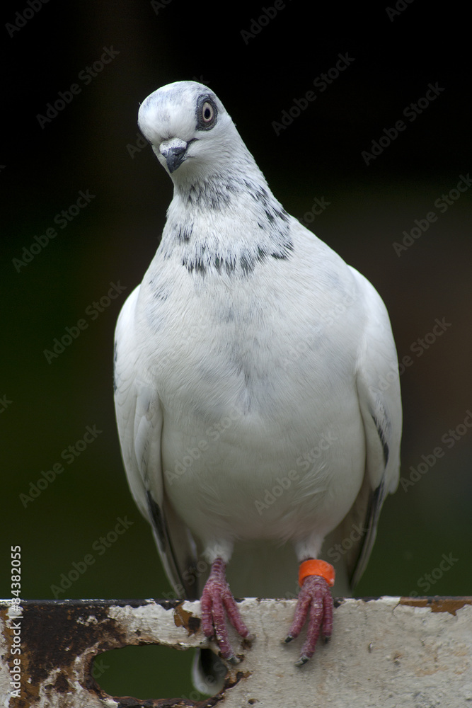 Obraz premium gołąb