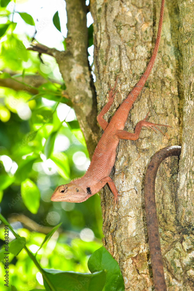 Obraz premium Chameleon