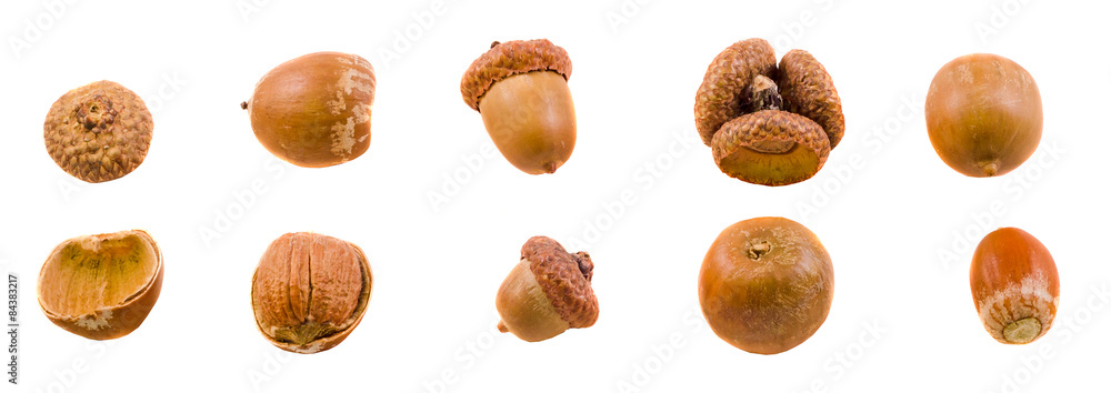 Brown acorn fruits, close up, isolated, white background. Brown acorn fruits, close up, isolated, white background.