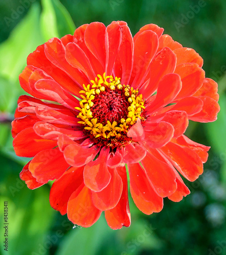 Red zinnia flower, close up, green background