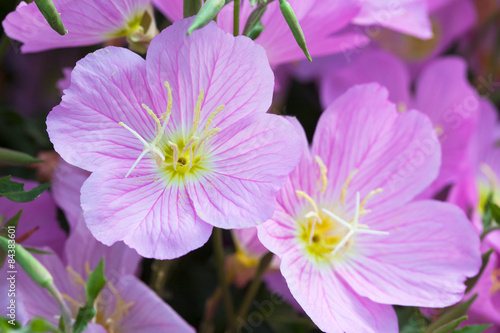 Macro of gentle  violet bell flower