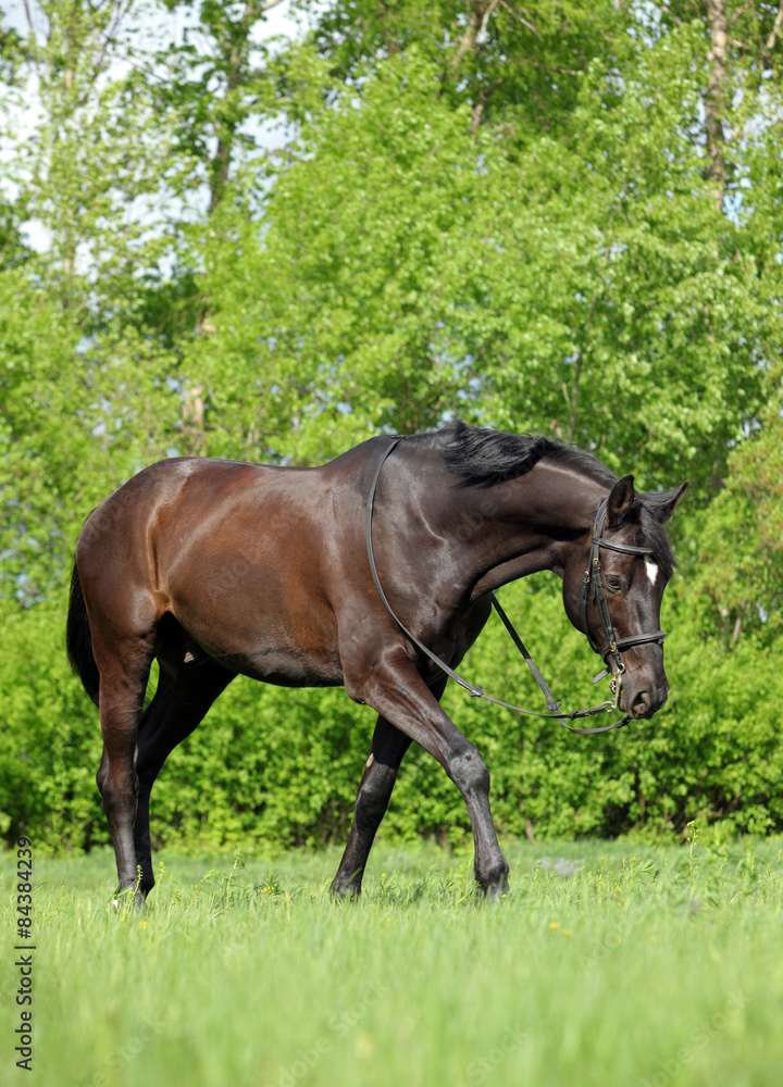 Portrait of nice brown warmblood horse walking on pasture Portrait of nice brown warmblood horse walking on pasture