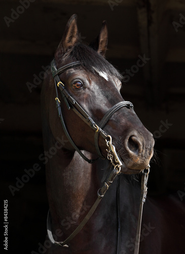 Sports horse with classical bridle, portrait at black background 