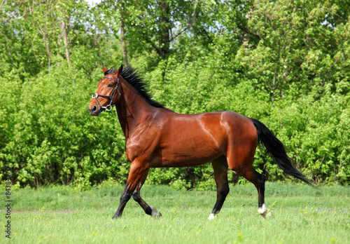 Bay horse skips on a meadow against woods 