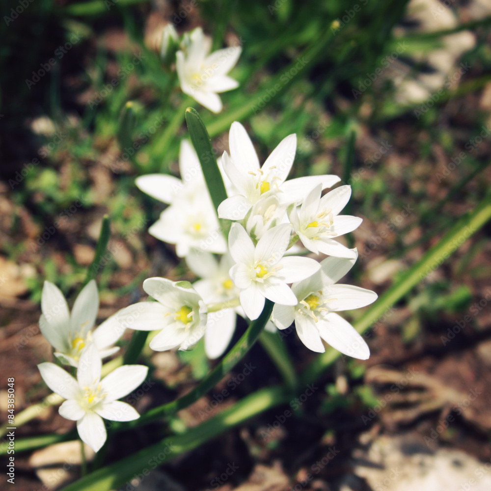 Fototapeta premium Allium Humile, wild onion flowers. Aged photo.