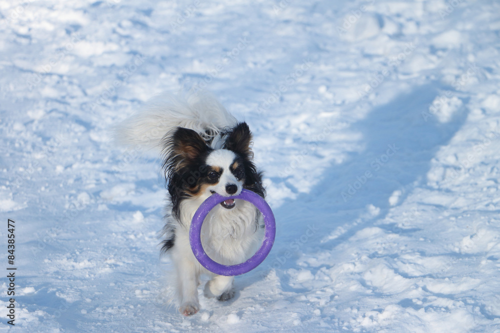 Dog of breed a spitz with a violet ring in teeth on snow in the