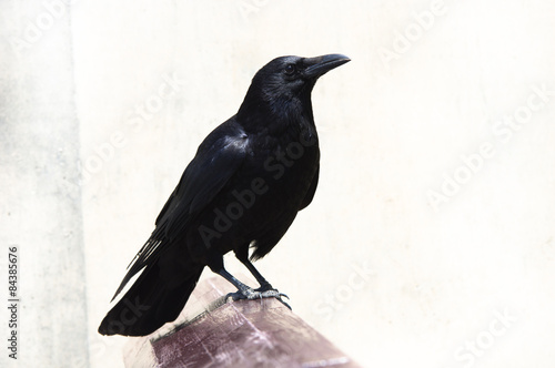 Photo crow
