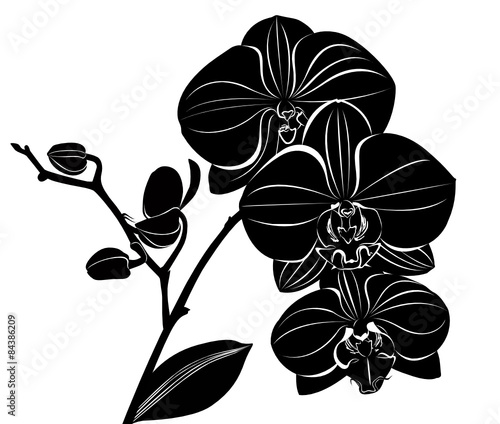 Fototapeta Naklejka Na Ścianę i Meble -  orchid