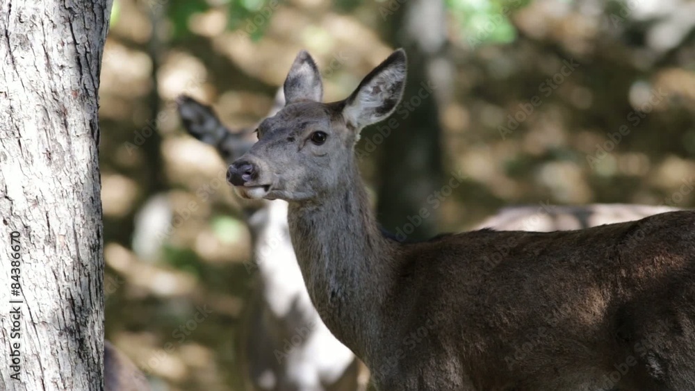 Deer Deer