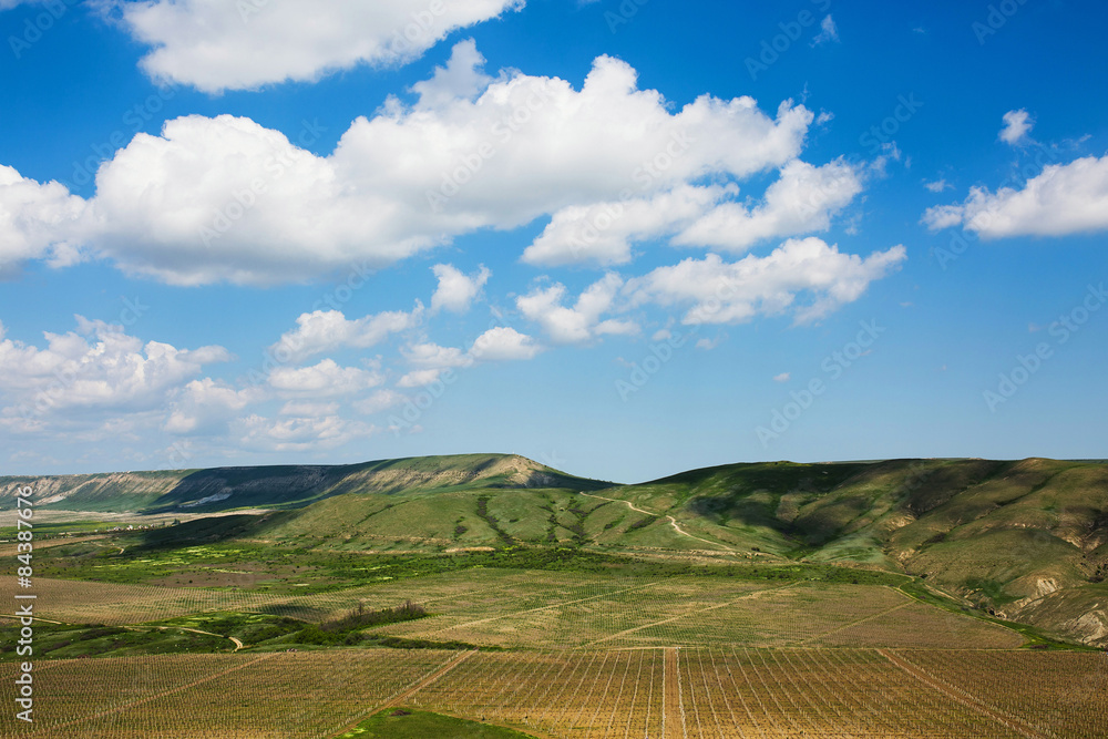 Fototapeta premium A field of wild yellow and purple flowers in the mountains of South-Eastern Crimea
