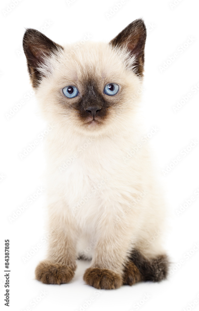 Kitten on a white background