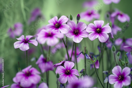 purple flowers