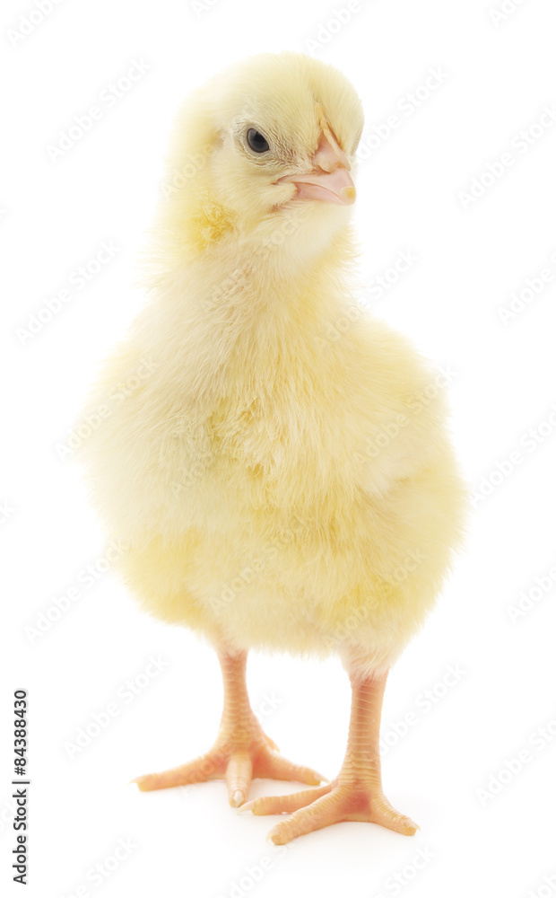 Small chicken Small chicken