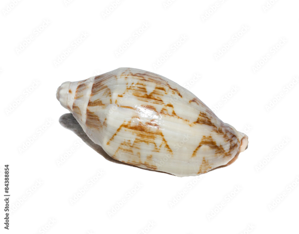 photo seashell isolated on a white background
