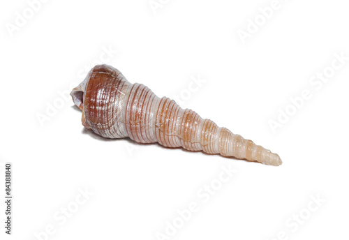 photo seashell isolated on a white background