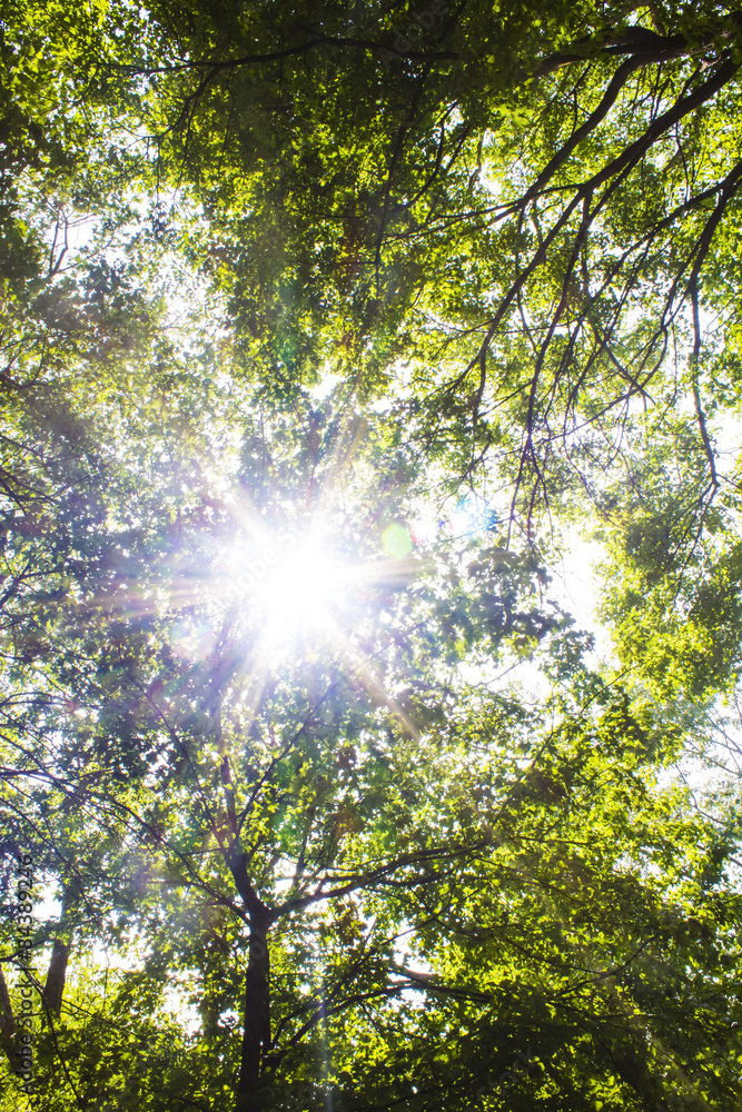 ray of sun breaks through the foliage ray of sun breaks through the foliage