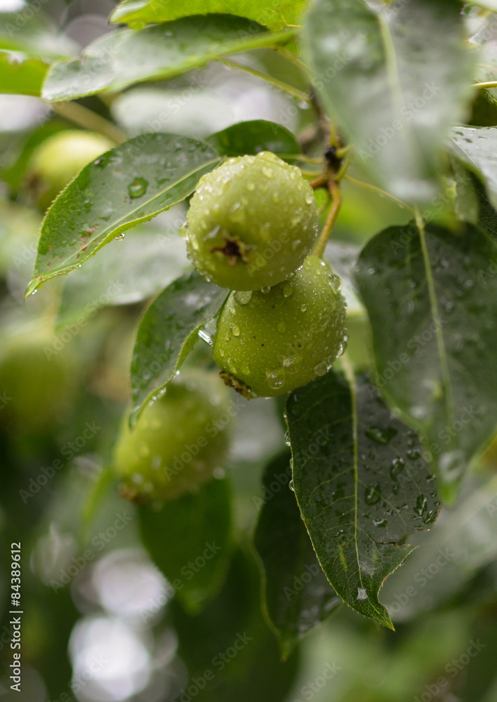 Two pears Two pears