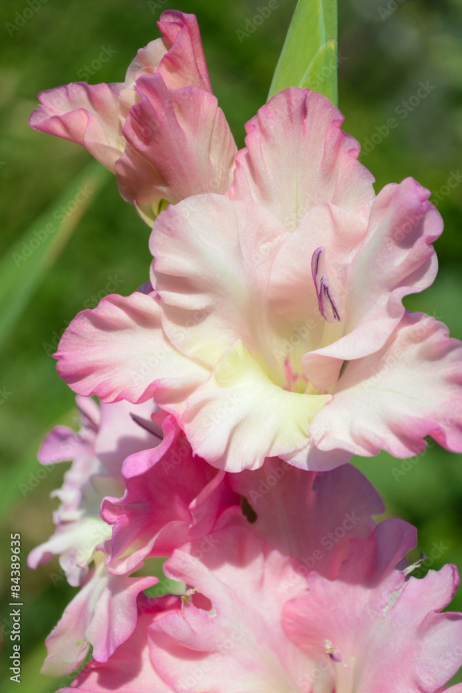 Obraz premium Pink gladiolus