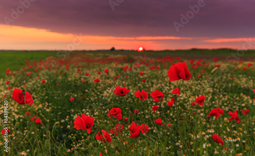 Rural scenery with poppies and evening storm colors © Calin Tatu