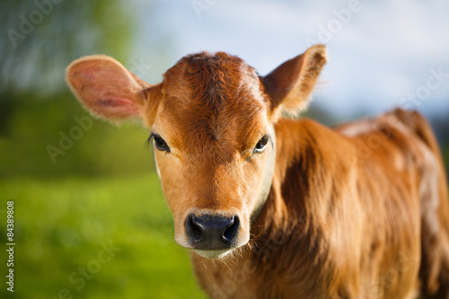 Fotobehang young cow