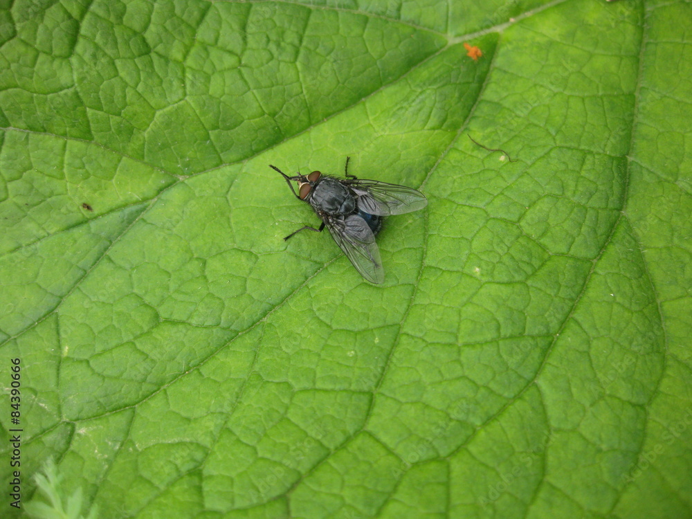Naklejka premium Fly on a leaf of grass in a garden.