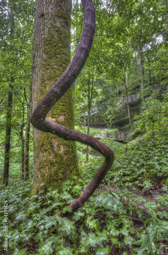 curved tree in forest; Mammoth Cave National Park, Kentucky