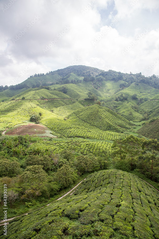 Tea Plantation At Cameron Highlands, Malaysia