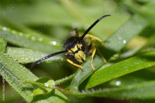 Close-up macro portrait of a wasp in the early morning