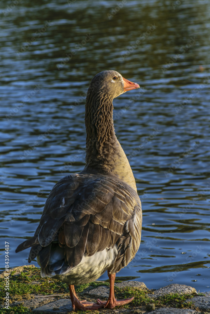 Fototapeta premium Dark Goose at Lake